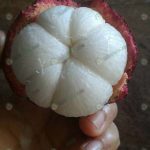 6.มังคุดคุณภาพ-ผลใหญ่-เนื้อสวย-รสชาติหวาน