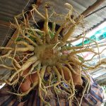 6.รากชวนชมต้นขนาดย่อมผ่านการตัดและแต่งมาหลายรอบ