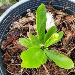 6.เฟินข้าหลวงใบด่าง