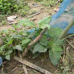 6.เสาวรสหวานที่เป็นโรครากเน่าโคนเน่าต้องตัดทำลาย