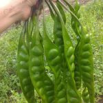 7.การปลูกสะตอแซมในสวนเพื่อสร้างรายได้