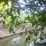 7.การห่อผลชมพู่เขียวอำพัน