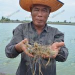 7.กุ้งก้ามก้ามรุ่นไซส์-200-ตัว
