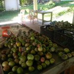 7.ผลผลิตเสาวรสหวานนำมาคัดเกรดก่อนจำหน่าย