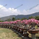 7.ราชินีพันดอกกิ่งตอนออกดอกในช่วงกลางเดือนกุมภาพันธ์