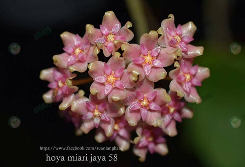 8.Hoya-sp.-miari-jaya-ดอกสีชมพูหวาน-ช่อหนึ่งมีดอกมากถึง-58-ดอก