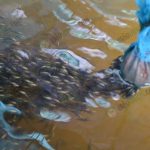 8.ฝึกลูกปลากินอาหารเม็ด