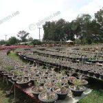 8.เน้นเพาะชวนชมเป็นไซส์เล็ก-ระบายเร็วกว่าต้นใหญ่ที่มีราคาสูง