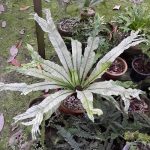 8.เฟินข้าหลวงญี่ปุ่นใบด่าง