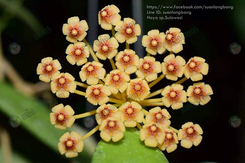 9.Hoya-sp.-sulawesi-เป็นพันธุ์ดอกเล็ก-ทรงดอกห้อยย้อย
