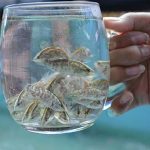 9.ลูกปลากะพง