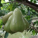 9.สวนชมพู่