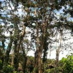 9.สวนผสมผสานของลุงลี