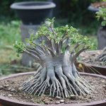 9.อาราบีคัมก็จัดรากแบบไทยโซโคได้-เกิดการสร้างรากใหม่ทั้งหมด