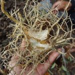 จากนั้น-3-4-เดือน-นำขึ้นมาเปลี่ยนดิน-จะได้รากใหม่ที่ออกมารอบต้น