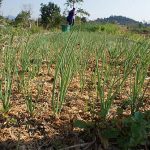 ต้นหอมและต้นกระเทียมที่ปลูกไว้รอบคันนา