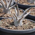 รอกาวแห้ง-นำต้นชวนชมลงปลูกในกระถาง