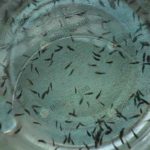 ลูกปลากะพง-15-20-วัน