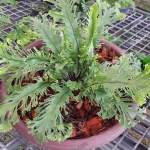 เฟิร์นข้าหลวง ฟิลิปปินส์ ราคาแรง ทำเงิน รวมเทคนิคเลี้ยง ขยายพันธุ์ เพื่อจำหน่าย