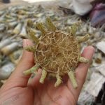 แต่งรากให้เหลือเส้นหลักๆ-รอบต้น-นำไปปลูก-เพื่อให้เกิดการแตกแขนง