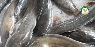 การรับซื้อปลาคืนจากลูกบ่อที่ เลี้ยงปลาดุก บิ๊กอุย เน้น การจับปลายกบ่อ ทุกไซส์คืน ตลาดยังรุ่ง