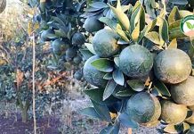 ปลูกส้มเขียวหวาน “ ส้มเขียวหวาน ดำเนิน” ระบบร่อง ผลผลิตดี ราคาสูงขึ้นเป็น 20-40 บาท