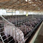 1.โรงเรือนหมู