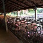 1.โรงเรือนเลี้ยงหมู