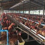 10.บรรยากาศในโรงเรือนไก่ไข่