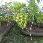 10.บำรุงรักษาต้นให้เจริญเติบโต