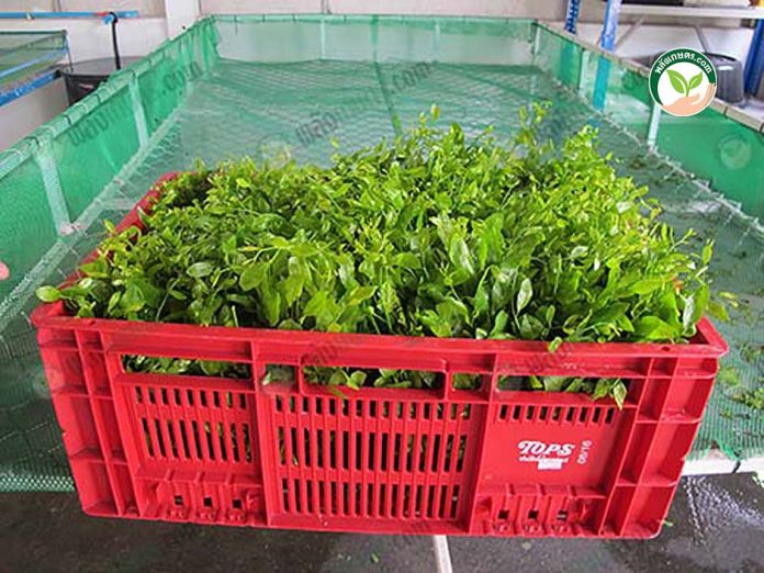 การปลูกผักหวานป่า ยอดเหลือง ขายได้ 80-150 บาท/กก. มีตลาดผักปลอดสารพิษรองรับทั้งปี
