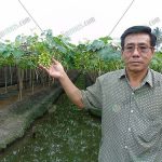 2.คุณวิวัฒน์-ลีวัฒนาถาวรชัย-ปลูกองุ่น-จ.ราชบุรี