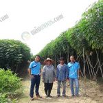 3.ความสมบูรณ์ของต้นมันสำปะหลัง