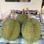 3.ผลผลิตทุเรียนได้คุณภาพ