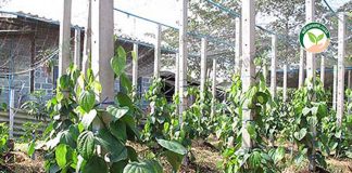 พริกไทยซีลอน ปลูก ต้นพริกไทย 1 เสาหลัก เก็บเกี่ยวผลผลิตได้สูงถึง 60 กก./หลัก