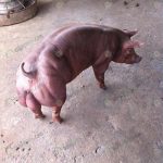 3.พ่อพันธุ์หมู