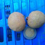 3.สายพันธุ์ลำไย