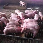 4.คอกลูกหมูอนุบาล