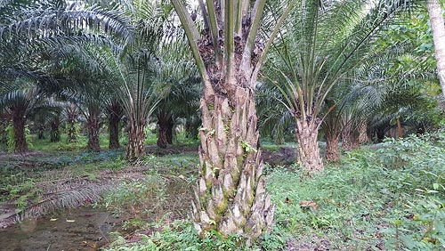 5.ต้นปาล์มอายุ-5-ปี-ที่กำลังให้ผลผลิตอย่างเต็มที่