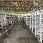 5.ทำความสะอาดโรงเรือนหมู