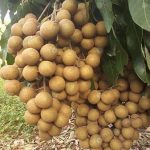 5.ลำไยคุณภาพผลผลิตที่ติดดกพวงใหญ่แน่น
