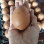 5.ไข่ไก่ฟองใหญ่-เปลือกไข่ผิวสีเข้ม