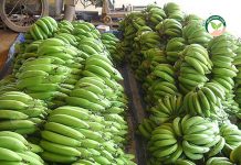 การปลูกกล้วยหอมทอง แซมใน สวนฝรั่ง 4 ไร่ 2,000 ต้น ทำเงิน 216,000 บาท