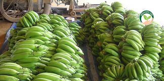 การปลูกกล้วยหอมทอง แซมใน สวนฝรั่ง 4 ไร่ 2,000 ต้น ทำเงิน 216,000 บาท