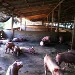 6.คอกหมูขุน