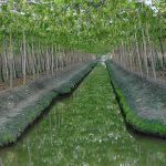 6.ทำร่องน้ำเพื่อนำไปใช้ในการให้น้ำองุ่น