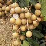 6.ผลผลิตลูกใหญ่-เนื้อเยอะ