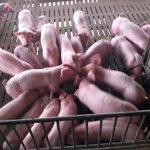 7.การจำหน่ายหมู