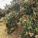 7.ลำไยคุณภาพที่รอดพ้นจากการกัดกินของค้างคาว