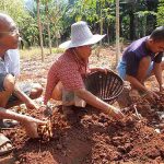 8.ปลูกขมิ้นชันปลอดสารพิษ